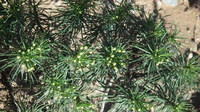 Euryops brevipapposus, photographed by Shaun Swanepoel