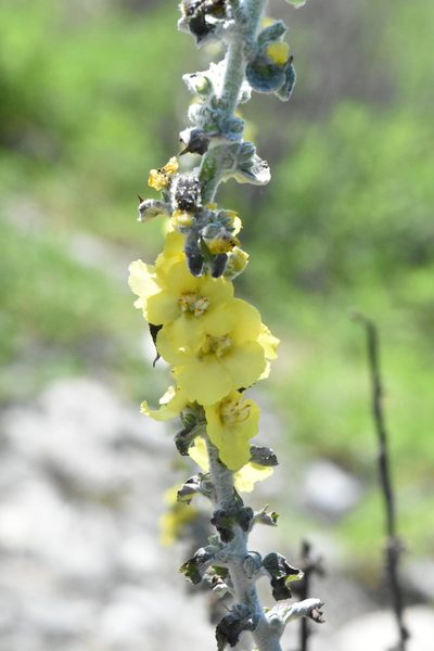 Verbascum gnaphalodes, photographed by Марина Садыкова