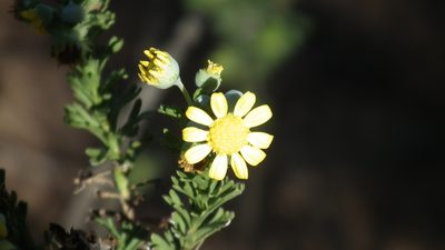 Euryops algoensis, photographed by Shaun Swanepoel