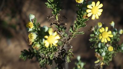 Euryops algoensis, photographed by Shaun Swanepoel