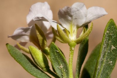 Nerisyrenia hypercorax, photographed by Cecelia Alexander