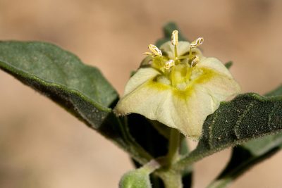 Chamaesaracha pallida, photographed by Cecelia Alexander