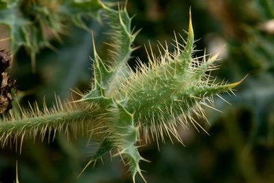 Argemone squarrosa, photographed by Cecelia Alexander