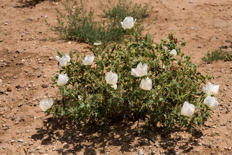 Argemone squarrosa, photographed by Cecelia Alexander