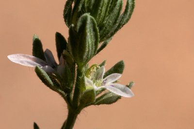 Teucrium depressum, photographed by Cecelia Alexander