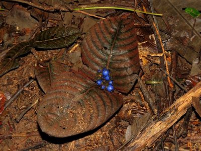 Palicourea alba, photographed by Sidnei Dantas