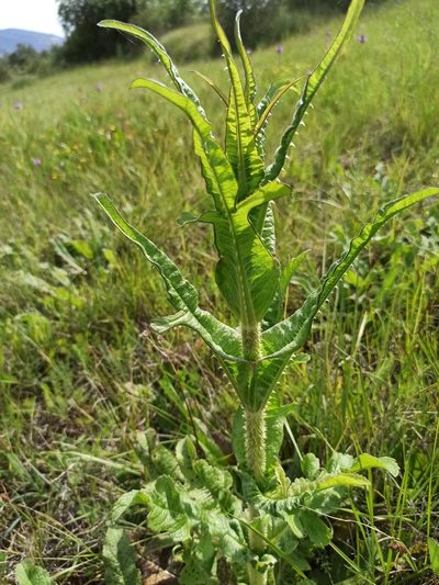 Dipsacus comosus, photographed by Daniel Franco
