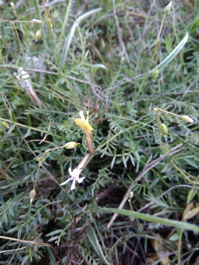 Astragalus corniculatus, photographed by Valerii Darmostuk