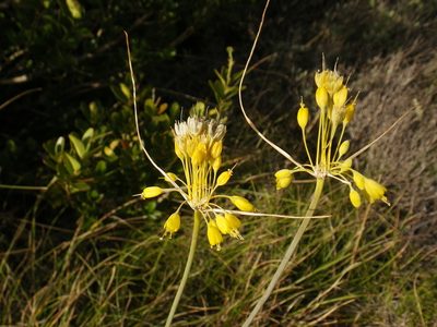 Allium flavum, photographed by Yves Bas
