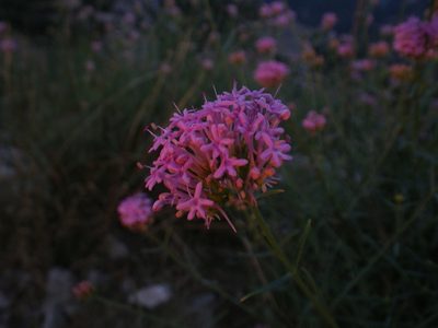 Valeriana lecoqii, photographed by Yves Bas