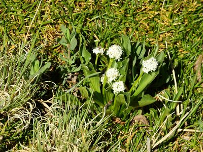 Valeriana macrorhiza, photographed by Guillermo Debandi