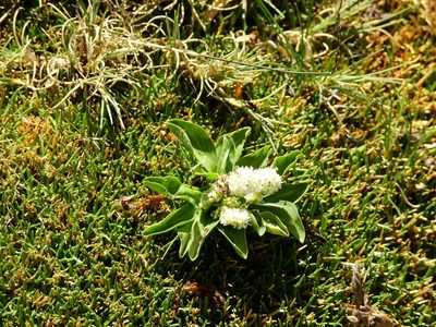 Valeriana macrorhiza, photographed by Guillermo Debandi