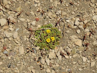 Oxalis compacta, photographed by Guillermo Debandi