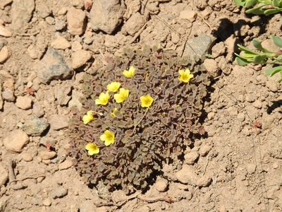 Oxalis compacta, photographed by Guillermo Debandi