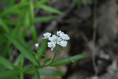 Achillea biserrata, photographed by Марина Садыкова