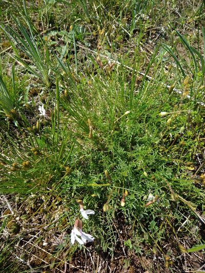 Astragalus corniculatus, photographed by Valerii Darmostuk