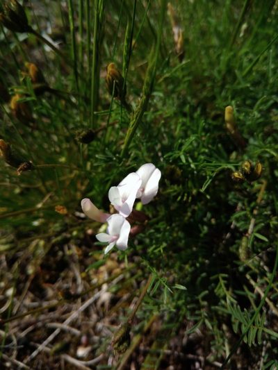 Astragalus corniculatus, photographed by Valerii Darmostuk