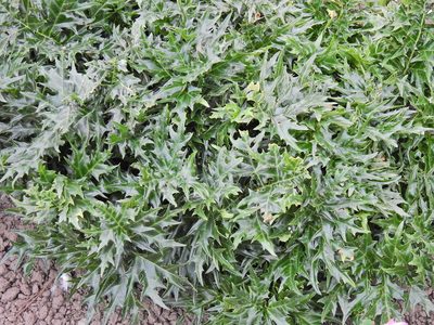 Acanthus spinosus, photographed by Susan Marley
