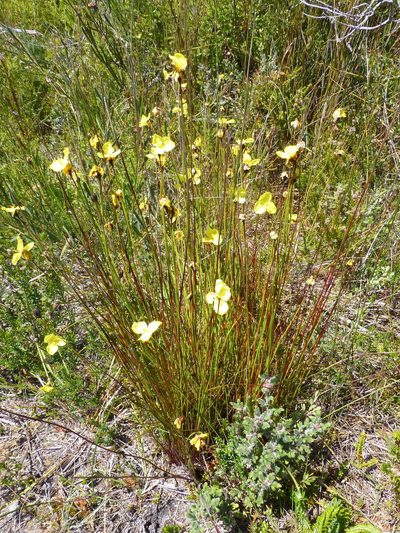 Xyris operculata, photographed by Murray Dawson