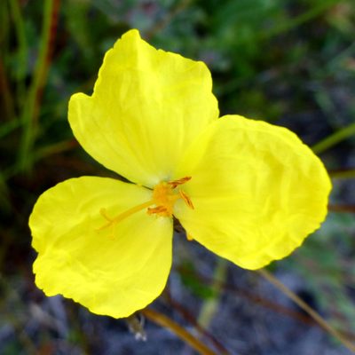 Xyris operculata, photographed by Murray Dawson