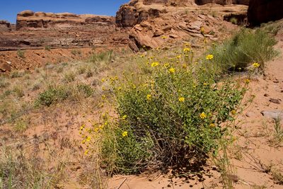 Encelia resinifera, photographed by Cecelia Alexander