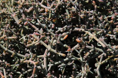 Zygophyllum retrofractum, photographed by Tony Rebelo