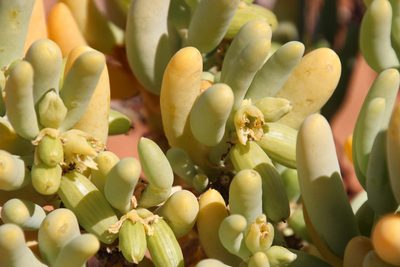 Zygophyllum augea, photographed by Tony Rebelo