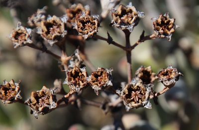 Stoeberia frutescens, photographed by Tony Rebelo