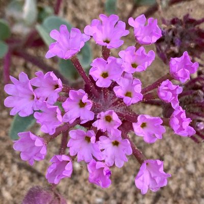 Abronia pogonantha, photographed by James Fowler