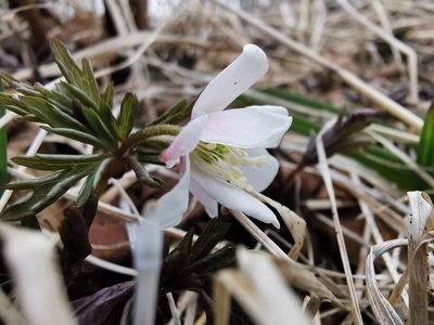 Anemonoides amurensis, photographed by Валерия Ковалева