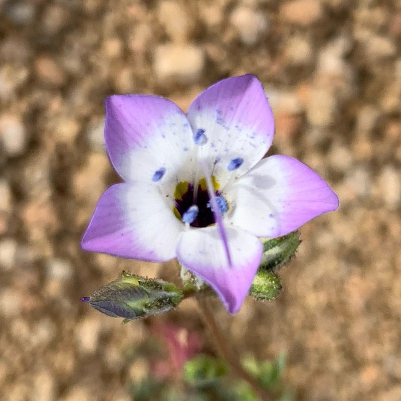 Gilia latiflora, photographed by James Fowler