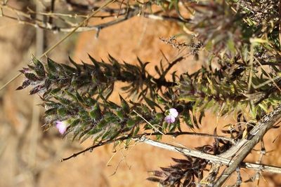 Muraltia aspalatha, photographed by Karen Eichholz