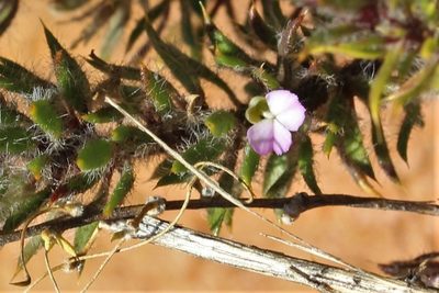 Muraltia aspalatha, photographed by Karen Eichholz