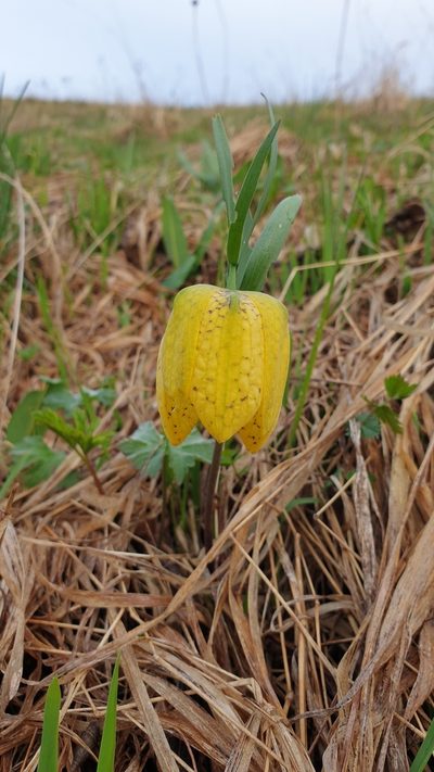 Fritillaria collina, photographed by Дауд Арсанукаев