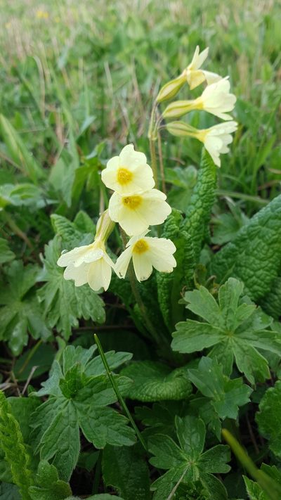 Primula cordifolia, photographed by Дауд Арсанукаев