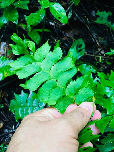 Adiantum trapeziforme, photographed by Adrianh M. Orozco