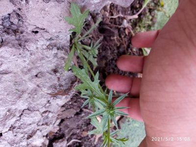 Eryngium nasturtiifolium, photographed by Lic. Kevin Miguel Garibaldi Fierro