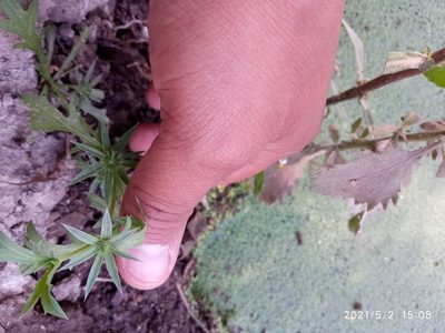 Eryngium nasturtiifolium, photographed by Lic. Kevin Miguel Garibaldi Fierro