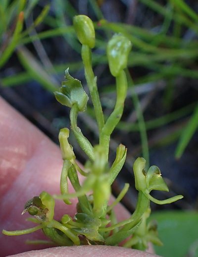 Liparis capensis, photographed by Nicola van Berkel