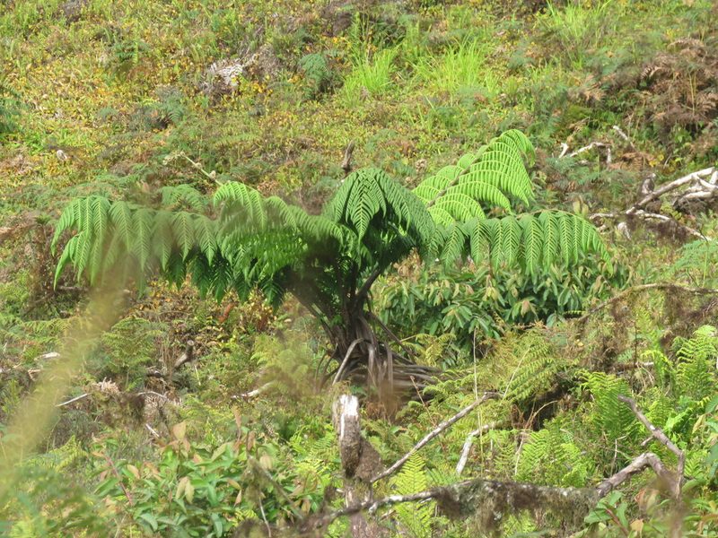 Cyathea weatherbyana, photographed by Juan Carlos Caicedo Hernández