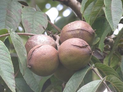 Juglans neotropica, photographed by Juan Carlos Caicedo Hernández