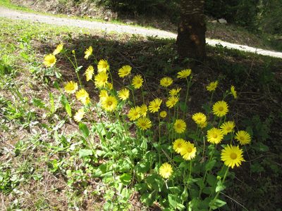 Doronicum pardalianches, photographed by Liam Steele