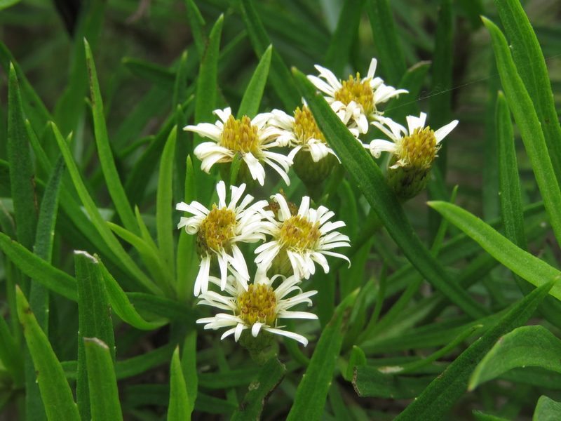 Erigeron tenuifolius, photographed by Juan Carlos Caicedo Hernández