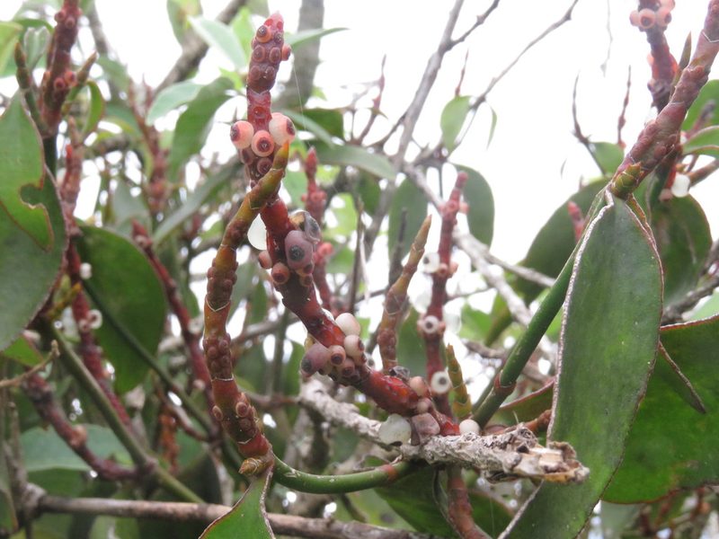 Phoradendron berteroanum, photographed by Juan Carlos Caicedo Hernández