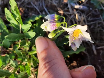 Solanum commersonii, photographed by Elizabeth Ging