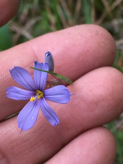 Sisyrinchium mucronatum, photographed by Becky Dill