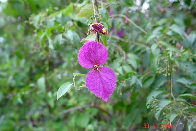 Dalechampia aristolochiifolia, photographed by Manuel Roncal