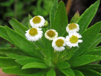 Erigeron lancifolius, photographed by Juan Carlos Caicedo Hernández