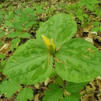 Trillium luteum, photographed by Mac Post