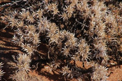 Aptosimum spinescens, photographed by Tony Rebelo